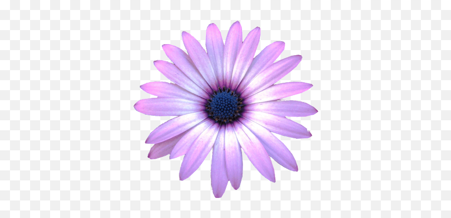 Free Blue Flower Transparent Background Download Free Clip - Realistic Flower Clip Art Emoji,Purple Flower Emoji