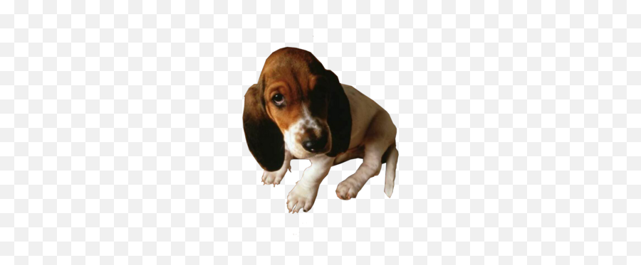 Free Sad Looking Dog Psd Vector Graphic - Vectorhqcom Sad Looking Dog Emoji,Dog Emoticons