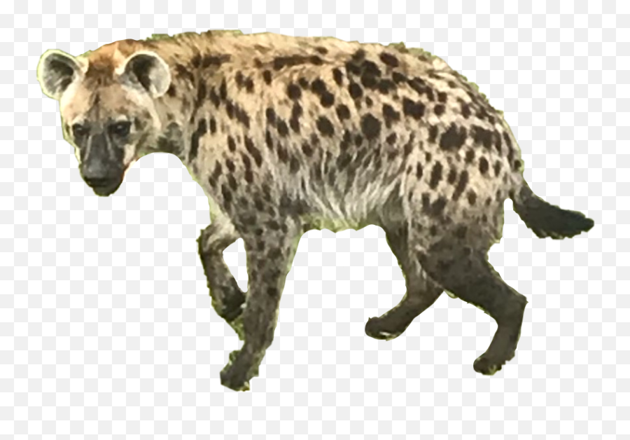 Animal Hyena Wild Wildlife Wildanimal - Spotted Hyena Emoji,Hyena Emoji