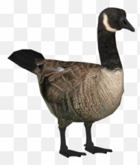 Goose Png And Vectors For Free Download - Transparent Canadian Goose Png Emoji,Goose Emoji