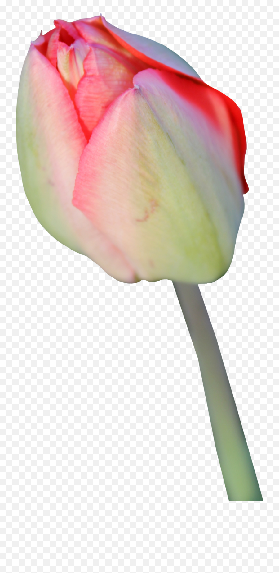 Flower Tulip Yellow - Tulip Transparent Background Emoji,Tulip Emoji