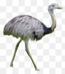 Ema Avestruz Animals - Png Emoji