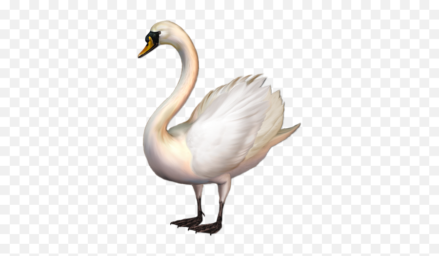 Swan Clipart Png - Swan Clipart Png Emoji,Swan Emoji