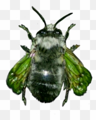 Insect Bee Hornet Vespa - Bumblebee Emoji