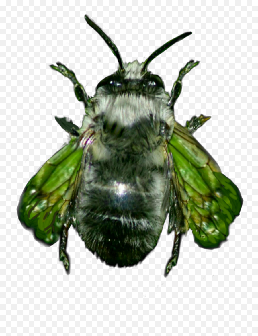 Insect Bee Hornet Vespa - Bumblebee Emoji,The Green Hornet Emoji