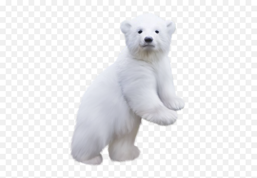 Polarbear Polar Bear Background Sticker By Supremeasf - Polar Bear Png Transparent Background Emoji,Polar Bear Emoji