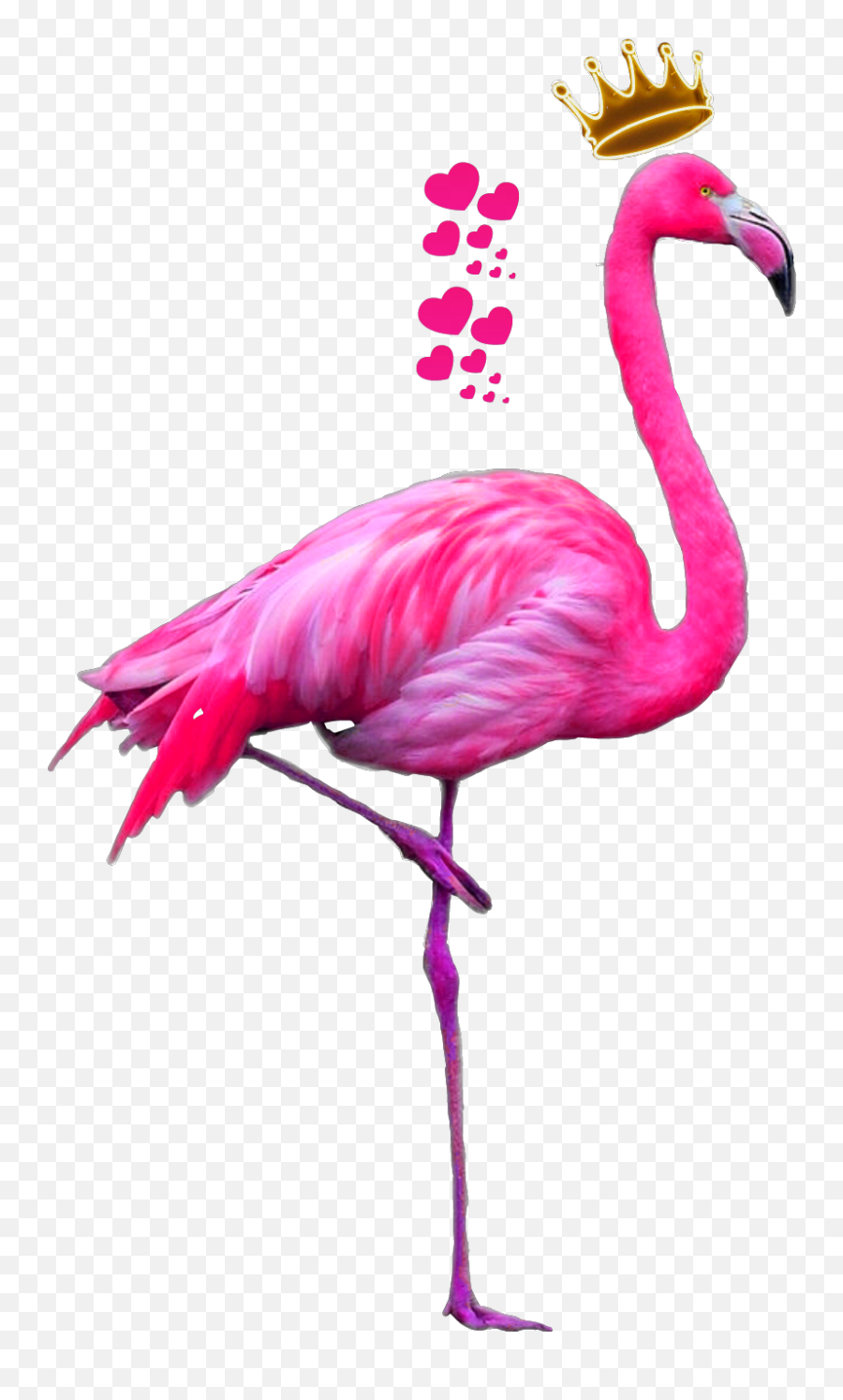Flamingo Transparent Png Clipart Cute Flamingo Pink - Flamingo Png Emoji,Flamingo Emoji