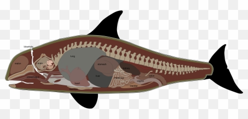 Orca Internal Anatomy - Inside Of Emoji