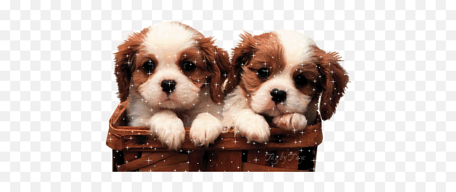 Top Corgi Dog Cute Funny Stickers For Android U0026 Ios Gfycat - Cute Dogs And Puppies Emoji,Corgi Emoticon