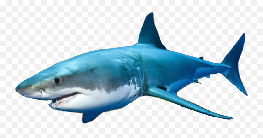 Shark Clipart - Great White Shark Emoji,Shark Emoji