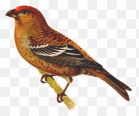 Pinicola Enucleator - Pajaro Con U Emoji