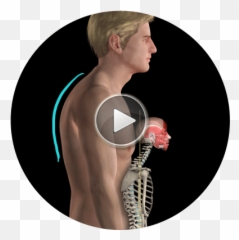 Anatomy Biomechanics Of Movement - Muscle And Motion Emoji