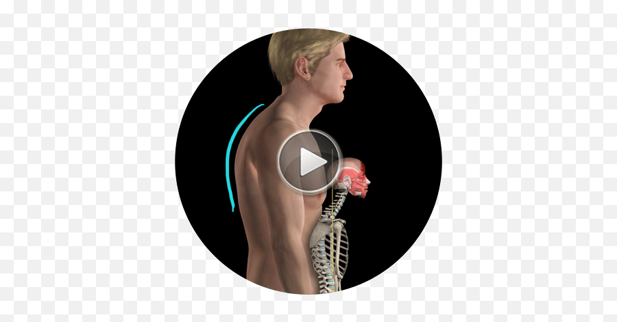 Anatomy Biomechanics Of Movement - Muscle And Motion Emoji,Muscle Emoticon