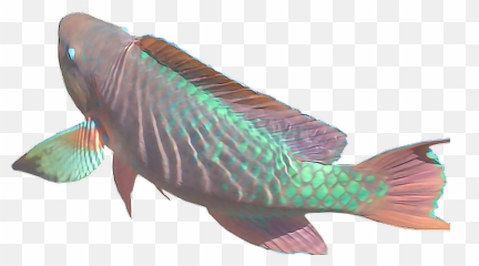 Download Collection Of Free Transparent Fish Vaporwave - Aquarium Fish Emoji,Vaporwave Emoji