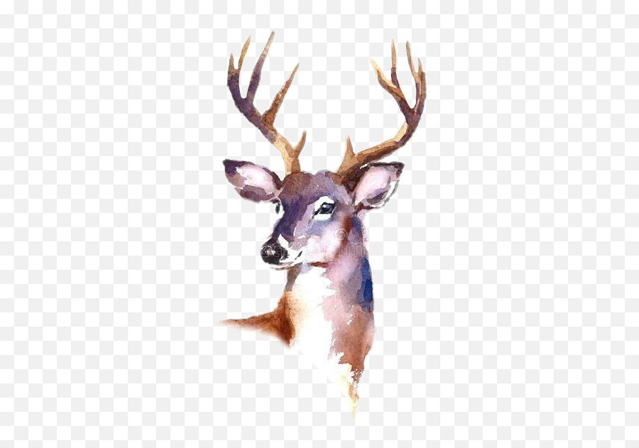 Watercolour Deer Sticker By - Deer White Tail Deer Watercolour Paintings Emoji,Whitetail Deer Emoji