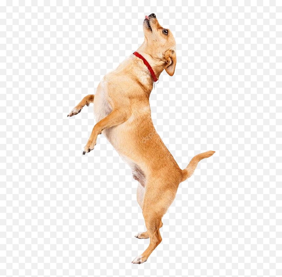 Puppy Lick Bark Doggy Pet Beg Goodboy - Small Dog On Hind Legs Emoji,Barking Dog Emoji