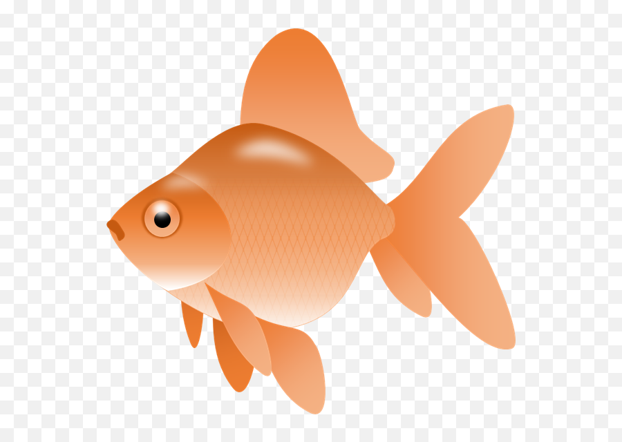 Fish Clip Art Png Transparent - Free Fish Clipart Transparent Emoji,Goldfish Emoji