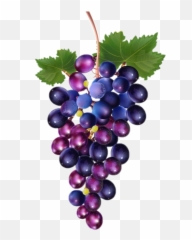 Grapes Purple Purplegrapes Grapeleaves Fruit Fruitstic - Grapes Illustration Emoji,Grapes Emoji