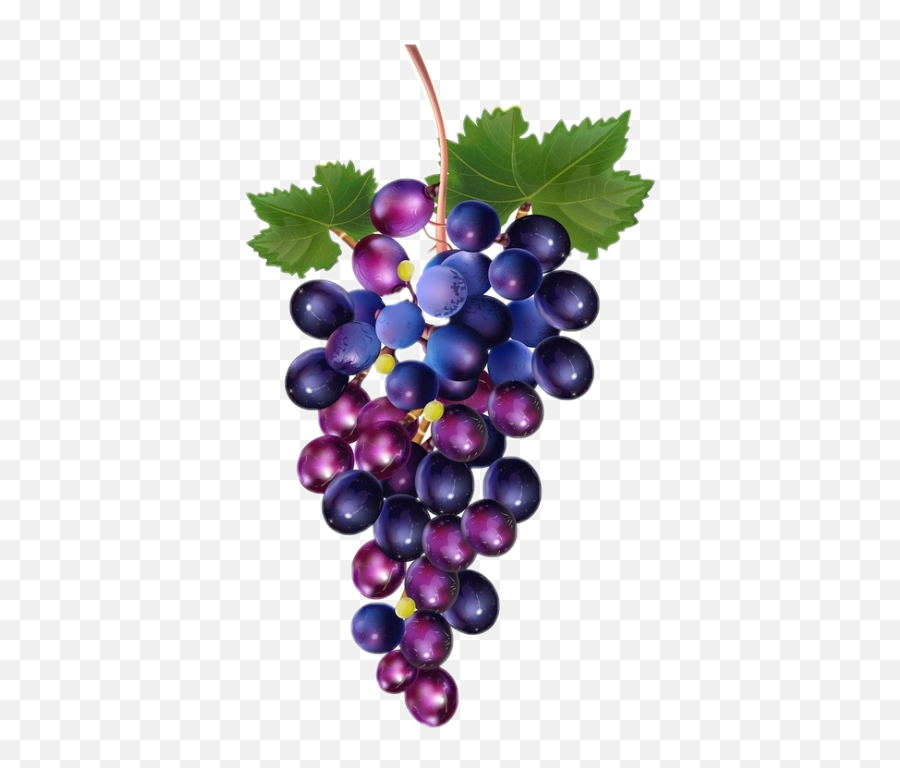 Grapes Purple Purplegrapes Grapeleaves Fruit Fruitstic - Grapes Illustration Emoji,Grapes Emoji