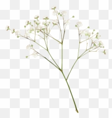 Flower Png Tumblr Transparent - Dried Flowers Emoji