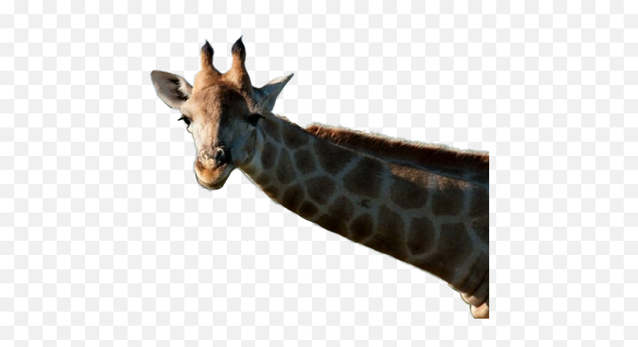 Giraffe Photobomb Longneck Comingout - Giraffe Emoji,Peeking Emoji