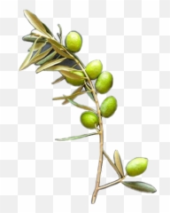 Olive - Sticker By Odajean Gambel Oak Emoji,Olive Branch Emoji