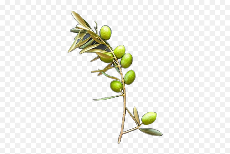 Olive - Sticker By Odajean Gambel Oak Emoji,Olive Branch Emoji