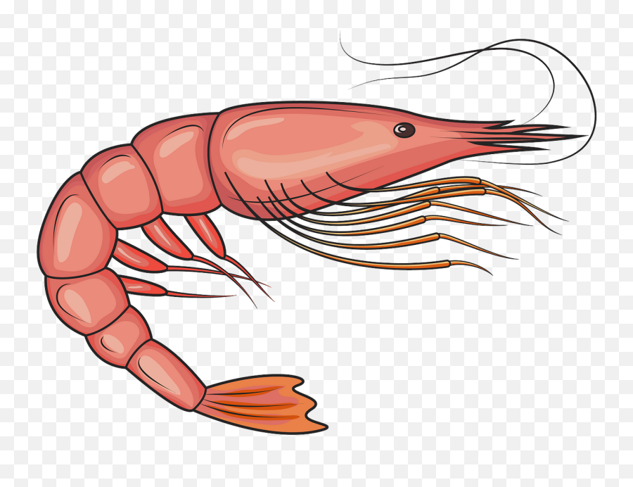 Free Shrimp Cliparts Download Free Clip Art Free Clip Art - Hipon Clipart Emoji,Shrimp Emoji