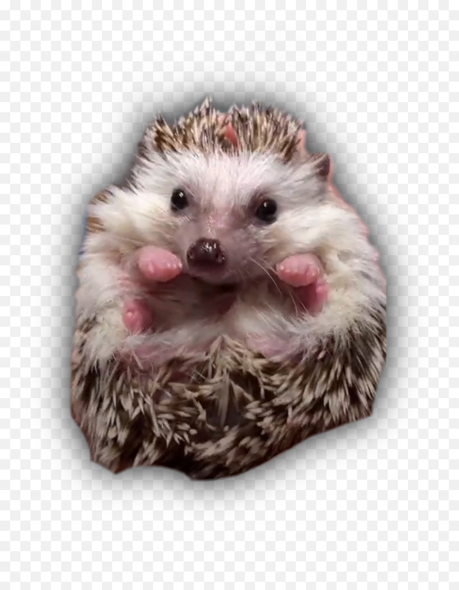 Hedgehogs Chicken Pets Sticker - Domesticated Hedgehog Emoji,Hedgehog Emoji
