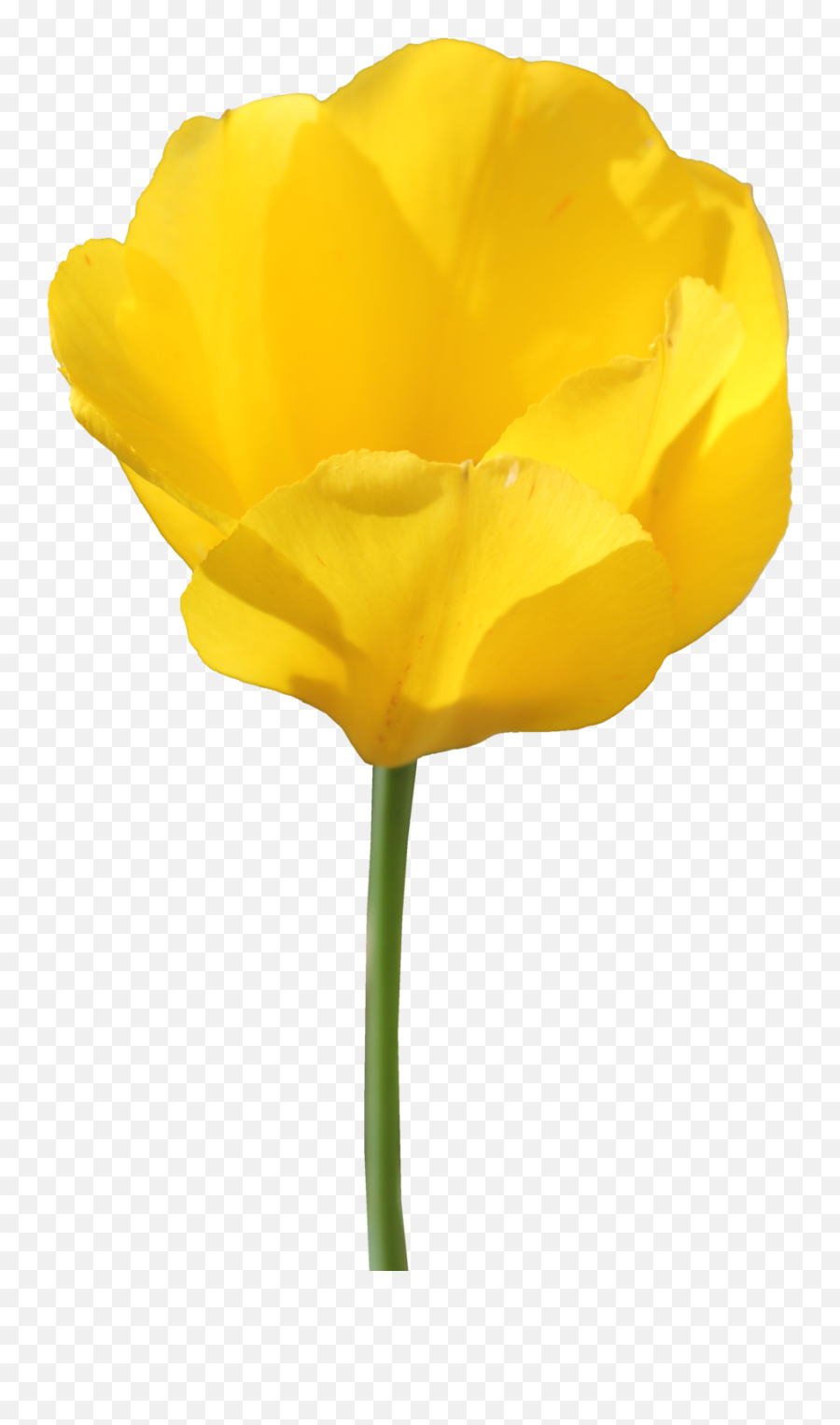 Tulip Transparent Png - Yellow Tulip Png Emoji,Tulip Emoji