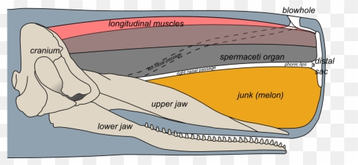 Sperm Whale Head Anatomy - Emoji