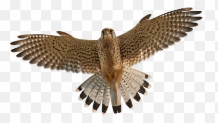 Falcon Kestrel - PNG png download 21901413 Free Png Emoji
