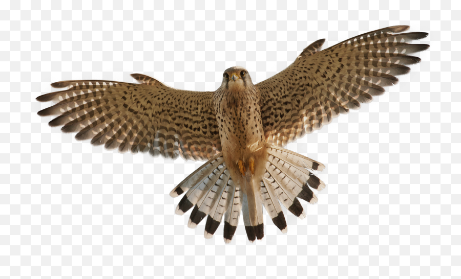 Falcon Kestrel - Falcon Png Png Download 21901413 Free Falcon Png Emoji,Falcon Emoji