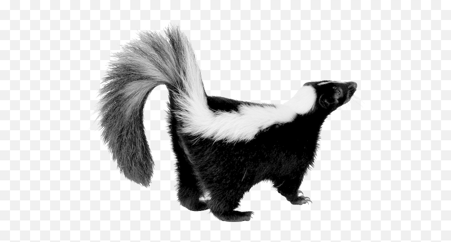 Skunk Png - Skunk Png Emoji,Warning Emoji