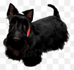 Scottish Terrier Miniature Schnauzer Poodle Pekingese Black - Escocés Png Emoji