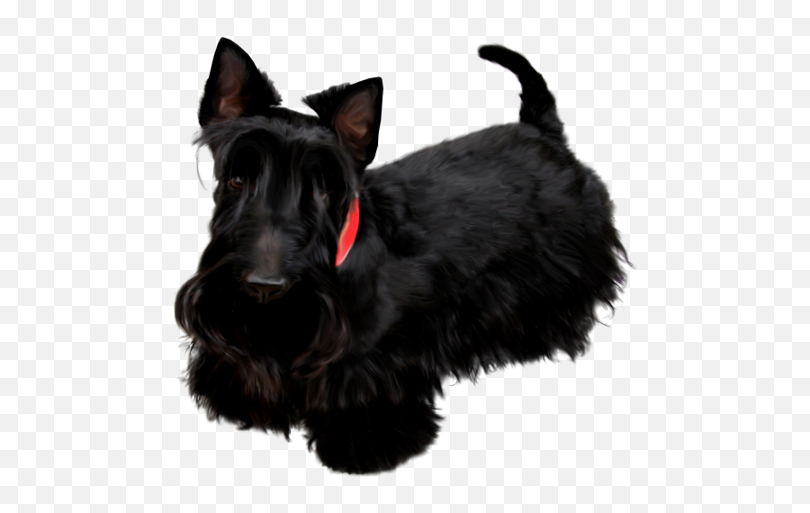Scottish Terrier Miniature Schnauzer Poodle Pekingese Black - Terrier Escocés Png Emoji,Schnauzer Emoji