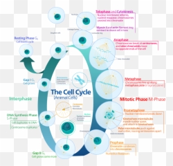 Animal Cell Cycle - Adult Stem Emoji