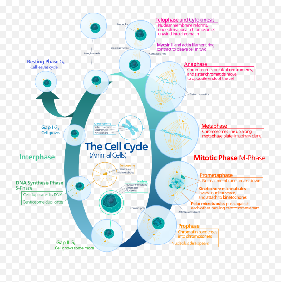Animal Cell Cycle - Adult Stem Cell Cycle Emoji,Moving Emoji