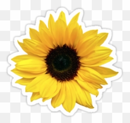 Sunflower Clipart Aesthetic Picture - Sunflower Aesthetic Sticker Emoji,Sun Flower Emoji
