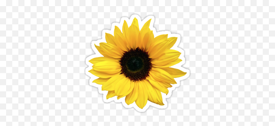 Sunflower Clipart Aesthetic Picture - Sunflower Aesthetic Sticker Emoji,Sun Flower Emoji