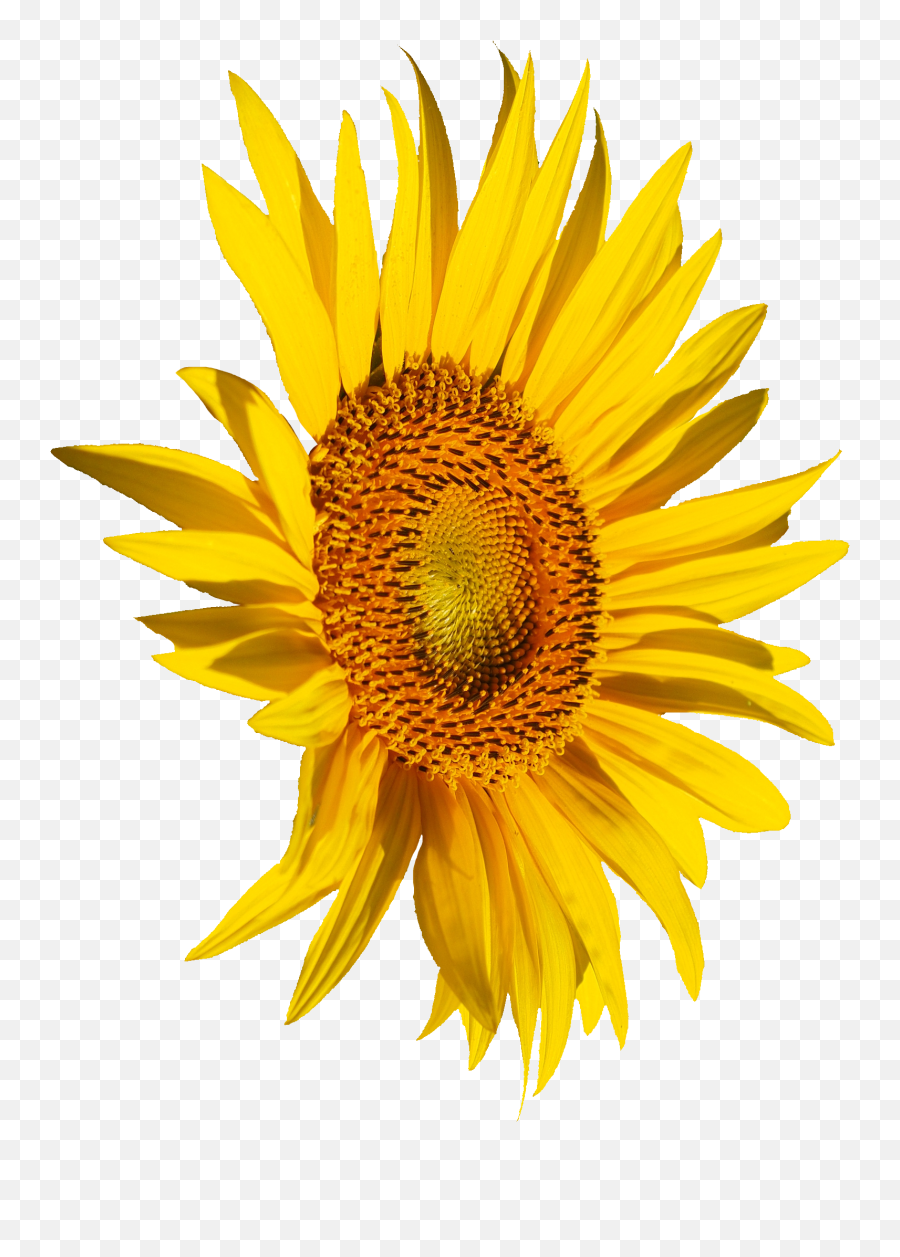 Transparent Sunflower - Portable Network Graphics Emoji,Sunflower Emoji Png