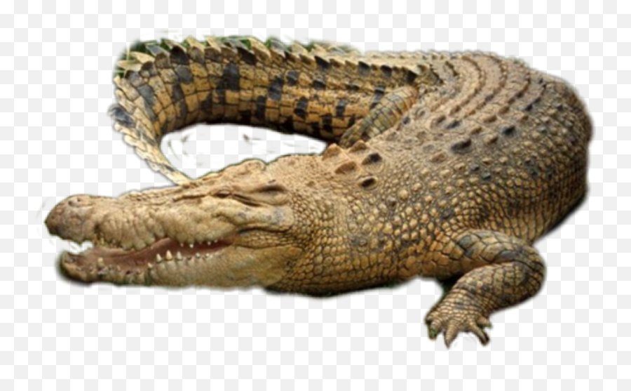 Crocodile Alligators Gator Sticker - Crocodile Transparent Background Emoji,Alligator Emoji