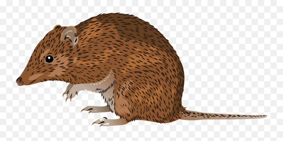 Golden Bandicoot Clipart Free Download Transparent Png - Rat Emoji,Possum Emoji Golden Bandicoot Clipart Free Download Transparent Png - Rat Emoji,Possum Emoji