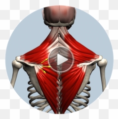 Anatomy Biomechanics Of Movement - Muscle And Motion Gif Emoji,Muscle Emoticon