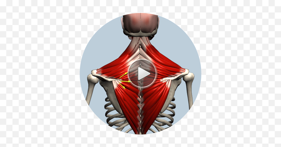 Anatomy Biomechanics Of Movement - Muscle And Motion Gif Emoji,Muscle Emoticon
