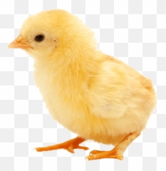 Chick Png And Vectors For Free Download - Transparent Baby Chicken Emoji