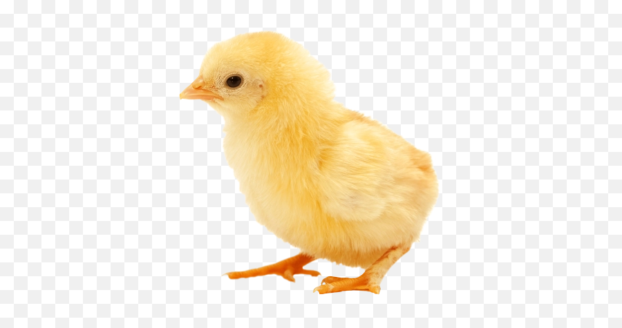 Chick Png And Vectors For Free Download - Transparent Baby Chicken Png Emoji,Baby Chick Emoji