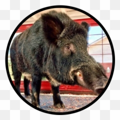 Lions And Tigers And Bears Zips - Arkansas Razorbacks Tusk V Emoji,Emoji Bear Pig Tiger Book
