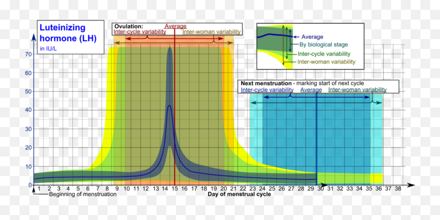 Luteinizing Hormone During - Lh Hormone Emoji,Emoji Level 24