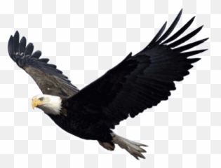 Search For - Dlpngcom Eagle Flying Transparent Background Emoji,Bald Eagle Emoji
